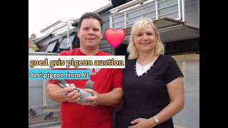 Racing Pigeon Legends Marcel Sangers Top 4 Goed Grijs Bloodline Champions in auction [upl. by Ramberg442]