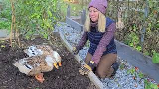 Silver Appleyard Ducks on Fall Garden CleanUp [upl. by Hareemas]