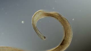 Interstitial ciliates from the Yarkon river estuary TLV Israel [upl. by Nediarb617]