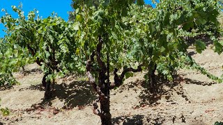 Californias oldest vineyard Martinellis Jackass planted some time before 1889 [upl. by Assel]