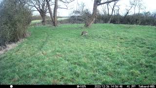 Chinese water deer territory border [upl. by Benia]