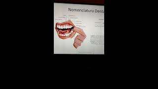 Nomenclatura Dental Parte 2 [upl. by Ailisec]