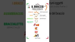 🇮🇹SHORT ITALIAN LESSONS  Livello Intermedio✳️BRACCIO  Parole derivate ✳️ short italianlessons [upl. by Lowe571]