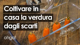 Coltivare in casa sedano finocchi e carote come riutilizzare gli scarti della verdura [upl. by Swain597]