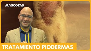 TRATAMIENTO DE PIODERMAS  7 PUNTOS CLAVE [upl. by Caddaric]