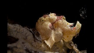 Yellow Painted Frogfish [upl. by Oeramed]