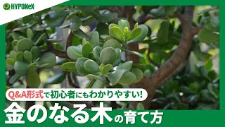 ☘40金のなる木の育て方｜水やりなどの日々の管理、花の咲かせ方、増やし方などご紹介。【PlantiaQampA】植物の情報、育て方をQampA形式でご紹介 [upl. by Rogovy]