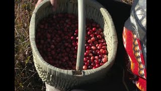 Cranberry Day Traditional Harvest Festivals [upl. by Kipper]