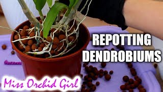 Repotting outdoor Dendrobium Orchids  Cutting old canes [upl. by Melinda]