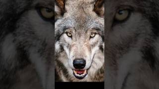 Surprising Facts about Wolf [upl. by Jr]