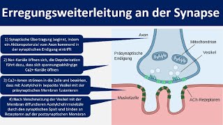 Erregungsweiterleitung an der Synapse  Chemische Synapse Neurobiologie Oberstufe [upl. by Annayat]