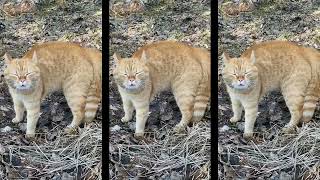 Go London I will Go London Cat original video  Viral instagram Cat Go London Song Real Video [upl. by Hurleigh]