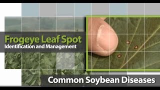 Identifying Frogeye Leaf Spot in Soybean [upl. by Leonerd55]