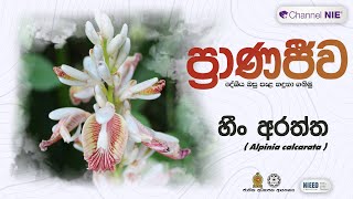 හීං අරත්ත  Alpinia calcarata  ප්‍රාණජිව  දේශීය ඔසු පැළ හදුනා ගනිමු [upl. by Occer]