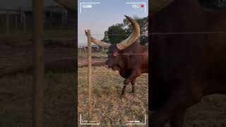 ⭕ANKOLE WATUSI CATTLE ✅ Biggest Bulls And Cow cows bulls ankole [upl. by Iveel]