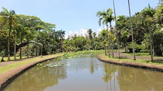 The Botanical Garden Pamplemousses  Mauritius 𝟒𝐊 [upl. by Urien]