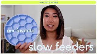 Slow Feeder Dog Bowl 3 Dog Bowls to Slow Down Eating [upl. by Nahte]