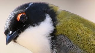 Up close with winsome Whitenaped Honeyeaters – Capertee Valley [upl. by Enalda]