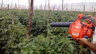 Polinización Artificial del cultivo de Tomate establecido bajo Casa Malla [upl. by Treblah747]