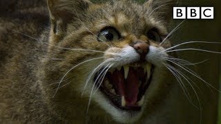 Scottish ‘Highland Tiger’ wildcat more endangered than Asian cousin  BBC [upl. by Taro697]