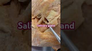 Anatomy salivary gland paratoid gland [upl. by Adnovahs911]