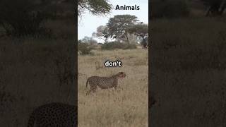 Top 10 Most Fastest animals in the world animals shorts [upl. by Idihsar]