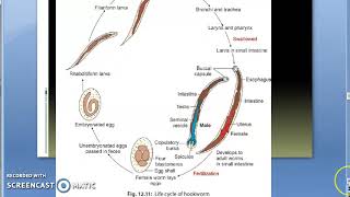 Ancylostoma Duodenale Life Cycle Microbiology [upl. by Highams]