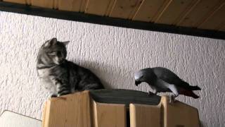 Der Kampf Part2  Graupapagei gegen Kater  Grey parrot vs cat [upl. by Pappano95]