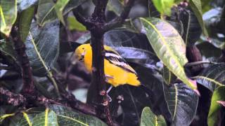 The Common Iora Aegithina tiphia [upl. by Barnet]