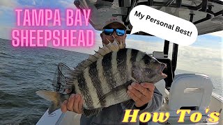 My PB Tampa Bay Sheepshead How to Sheepshead fishing in open water [upl. by Orpheus]