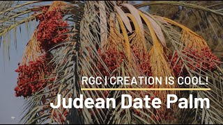 Revival of an Extinct Plant  Judean Date Palm  Creation is Cool [upl. by Oned]