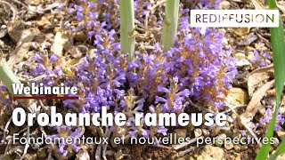 Orobanche rameuse du colza  Fondamentaux et nouvelles perspectives  RTTI 2023 [upl. by Ajnot897]