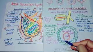 Blood Vascular System of Herdmania [upl. by Aratahs]