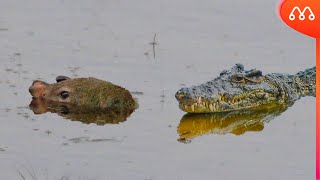 QUANDO O JACARÉ ENCONTRA A CAPIVARA [upl. by Dolley262]