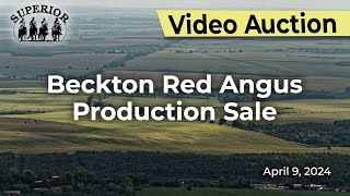 Beckton Red Angus Production Sale [upl. by Kari104]