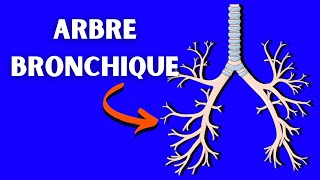 Anatomie de larbre bronchique [upl. by Rubenstein]