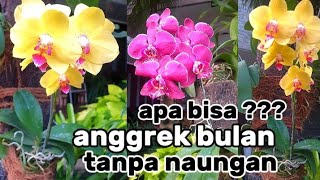 belajar menanam anggrek bulan tanpa naungan [upl. by Einnalem]