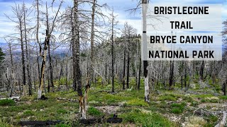 Bristlecones Trail  Bryce Canyon UT [upl. by Gone]