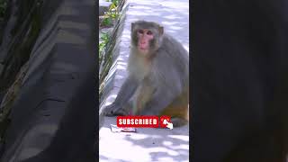 Big angry monkey amazing sounds effects and voice youtube shorts  vital wildlife 4k [upl. by Major]