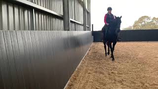 Retraining the Standardbred  part 1 Warm Up [upl. by Ijnek696]