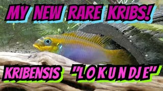 The Fascinating History of Kribensis Pelvicachromis Tenaetius Lokundje  Care amp Info [upl. by Iznekcam765]