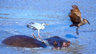 Hippos love their visitors [upl. by Ellezig858]