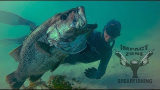 Sick Time Slaying Fish  Western Australia  Impact Zone Spearfishing [upl. by Atlee957]