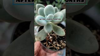 Pachyphytum OviferumMoonstone propagation succulent propagation care shorts [upl. by Kaehpos963]