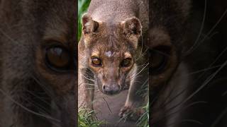 The Fossa A Vanishing Apex Predator 🦤🦣 shorts criticallyendangered endangered endangeredspecies [upl. by Lemrej964]