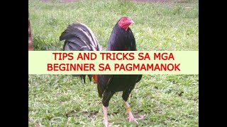 TIPS AND TRICKS SA MGA BEGINNER SA PAGMAMANOK  TARI  TALPAK  SABONG TIPS  BAKBAKAN  TUKAAN [upl. by Aivlys]