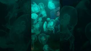 Jellyfish aquarium gigachadtheme [upl. by Ilbert]