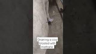 Draining a cow bloated with methane [upl. by Artek719]