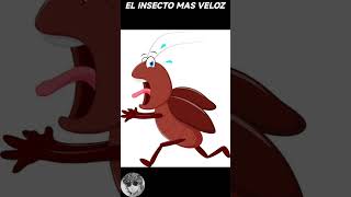 El insecto mas veloz de la tierra [upl. by Tala]