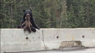 Mama Bear Saves Her Cub From The Highway [upl. by Macomber]